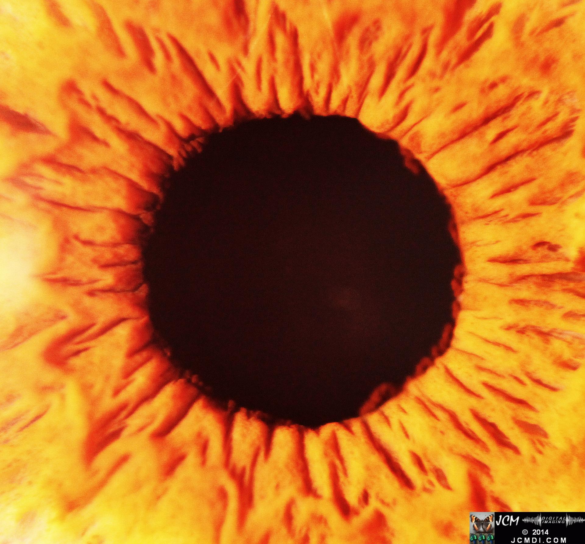 Human eye macro close-up Canon 5D Mk2 with MPE65 lens